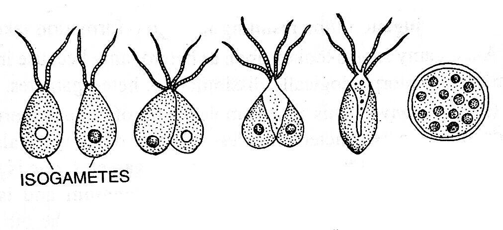 What Is Isogamy In Biology