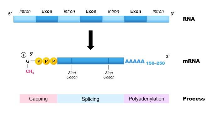 post transcription