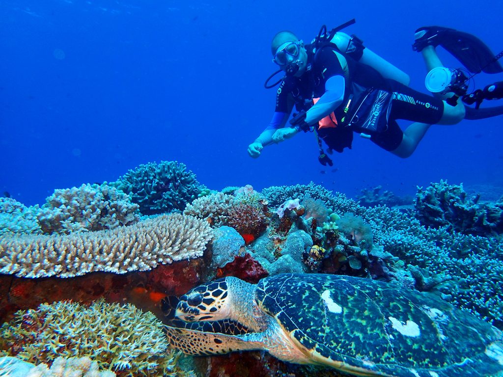 Best diving sites in the Philippines - Apo Reef