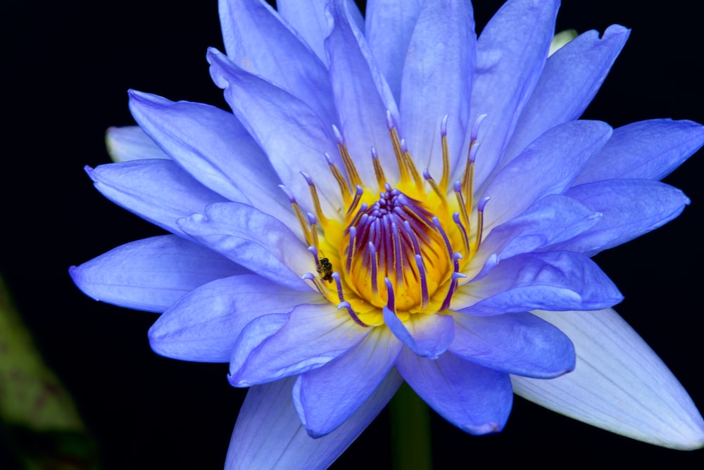 Blue Water Lily Pictures | Download Free Images on Unsplash