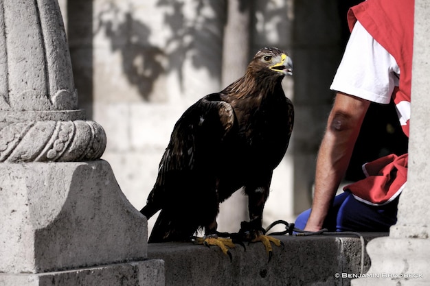Legal Eagles Mastering Criminal Law