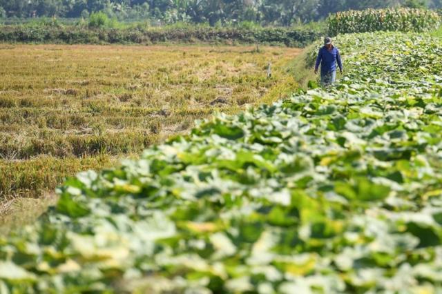 Một cánh đồng tại thành phố Cần Thơ, vào ngày 28/2/2023 