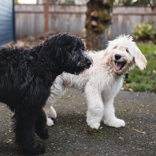 Deux chiens, un à fourrure blanche et un autre à fourrure noire, se promènent