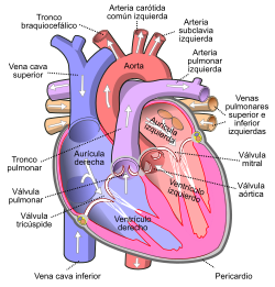 Corazón - Wikipedia, la enciclopedia libre