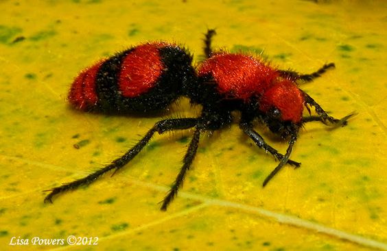 Red velvet ant picture