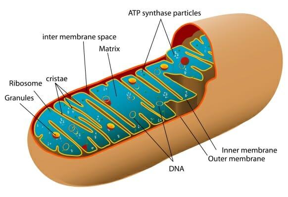 Mitochondria - Definition, Function & Structure | Biology Dictionary