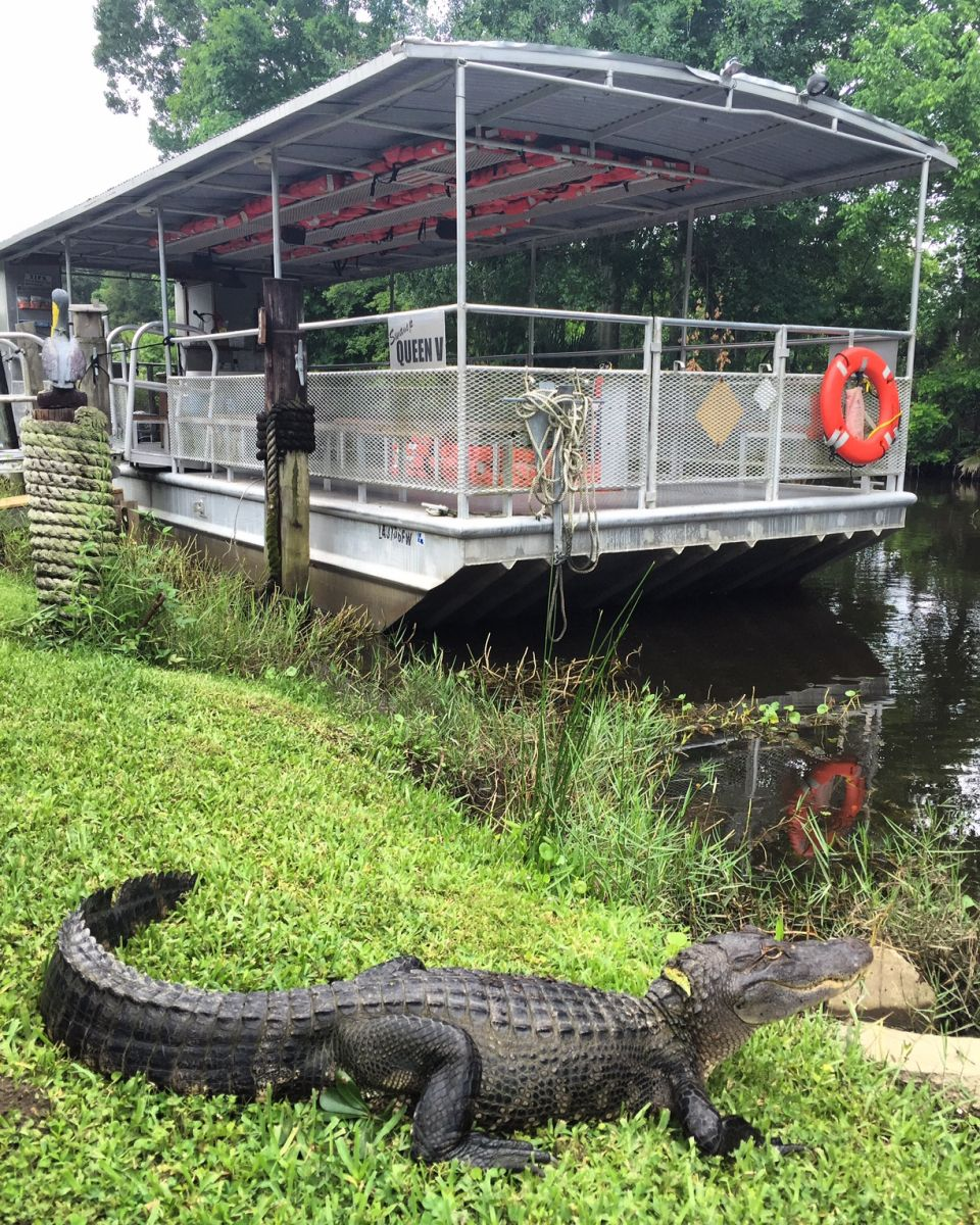 5 Surprising Species You Will Meet on a Bayou Swamp Tour