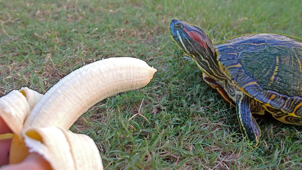 Can Turtles Eat Banana