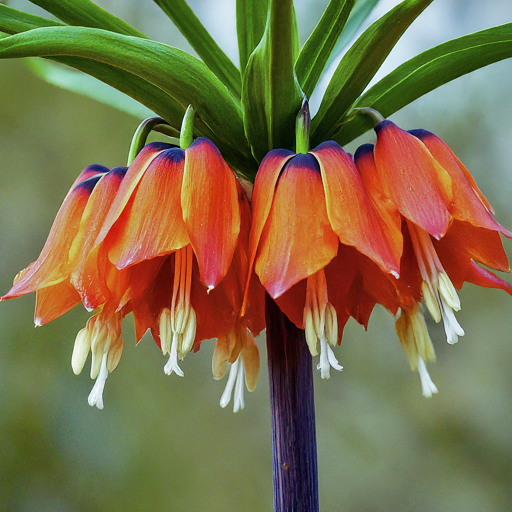 Propagation: Sharing the Majesty of Crown Imperials