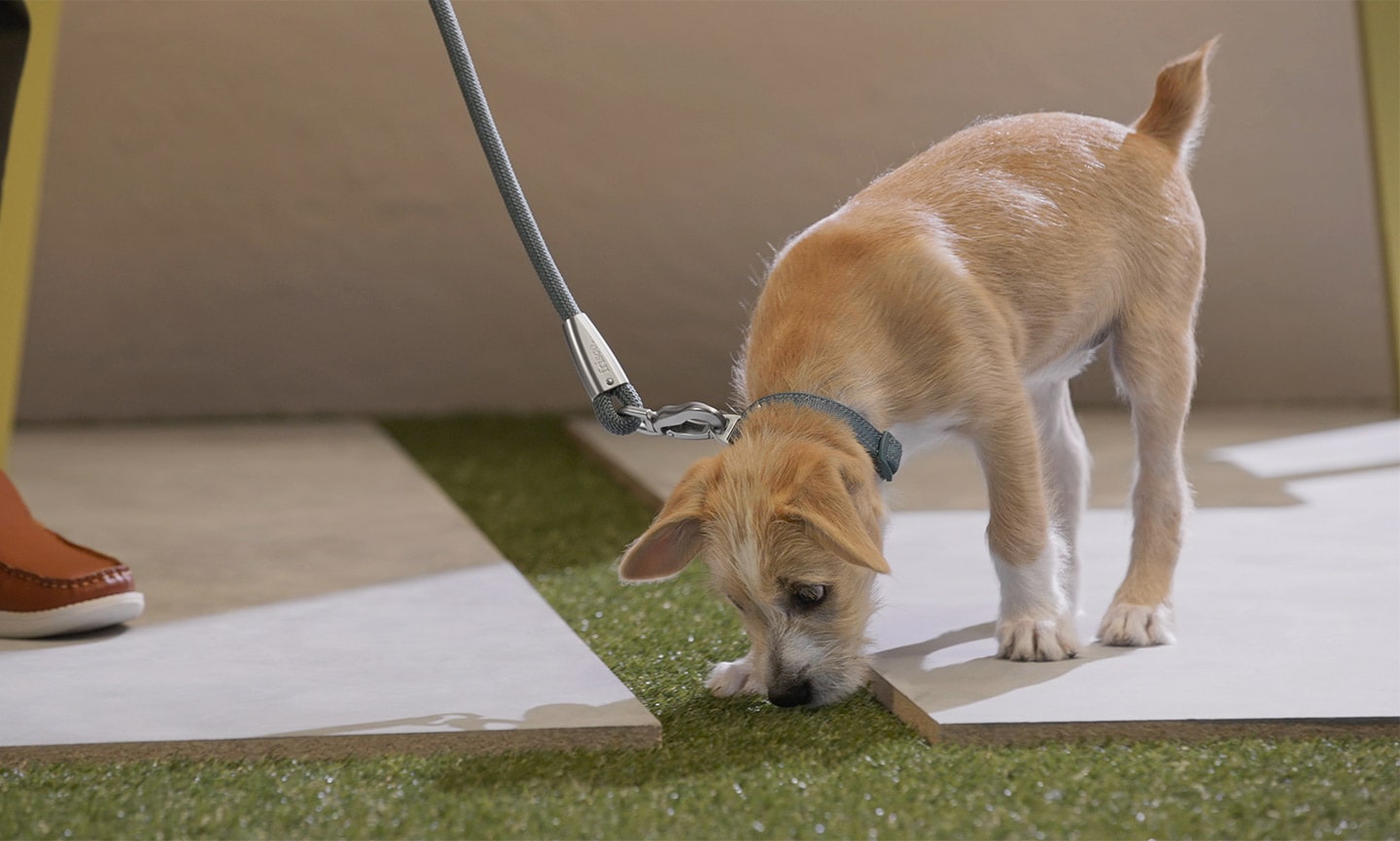 How to Toilet Train a Puppy in 7 to 10 Days