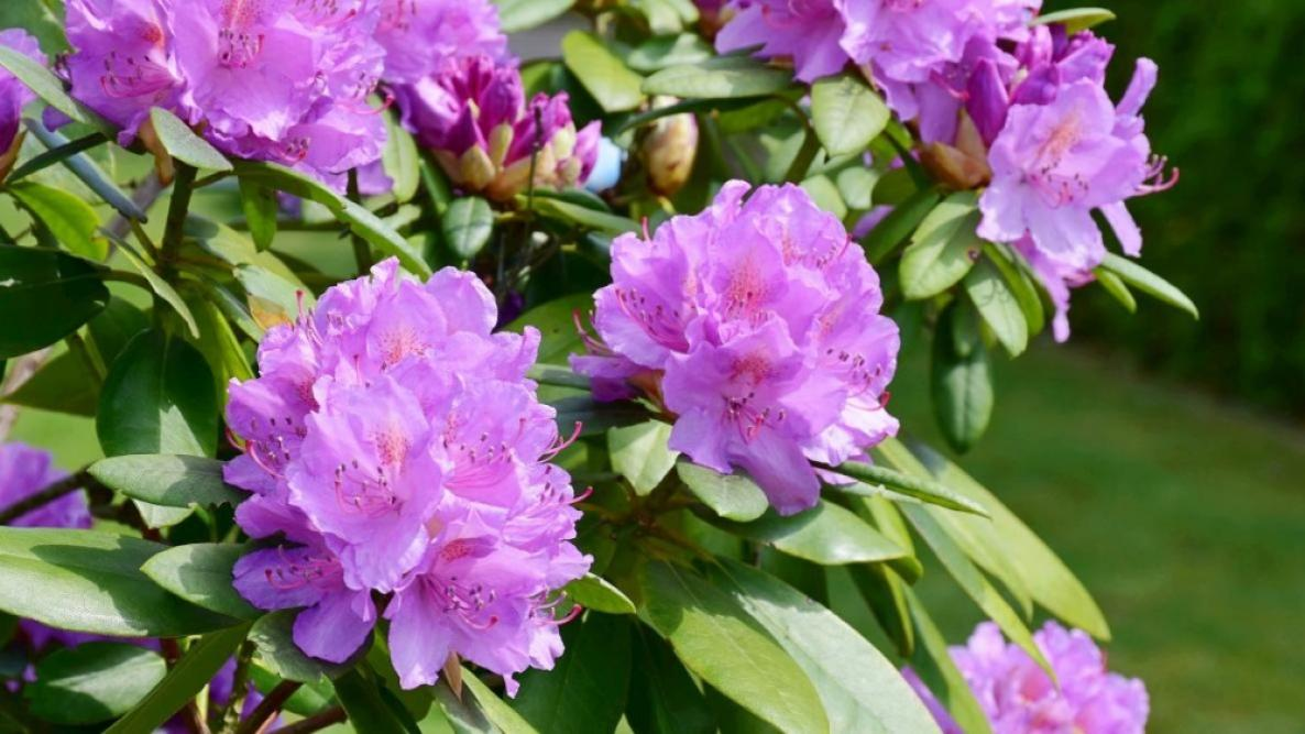 Rhododendron (Rhododendron spp.)