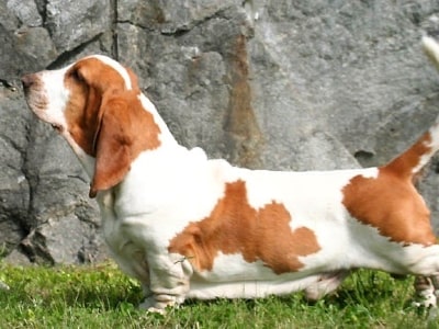 Basset Hound dog sniffing