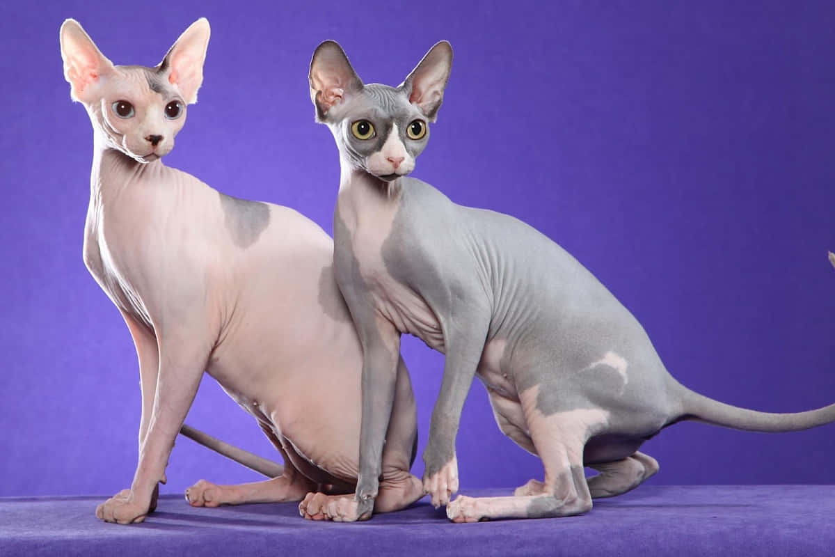 Sphynx Cat Rescue Texas