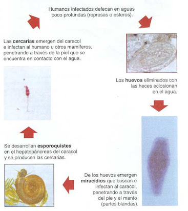 esporoquiste de esquistosoma mansoni