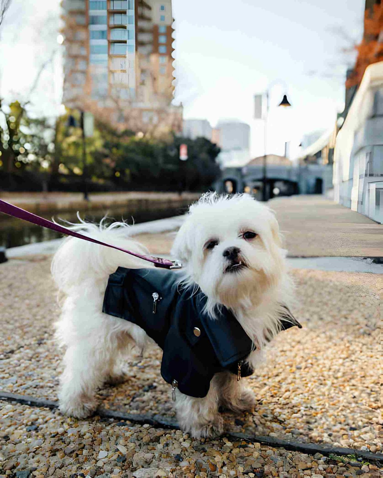 leather dog jacket