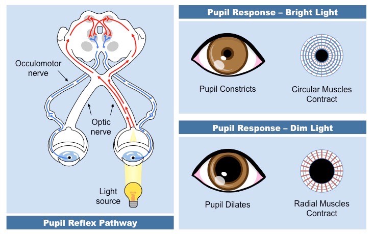 pupil reflex