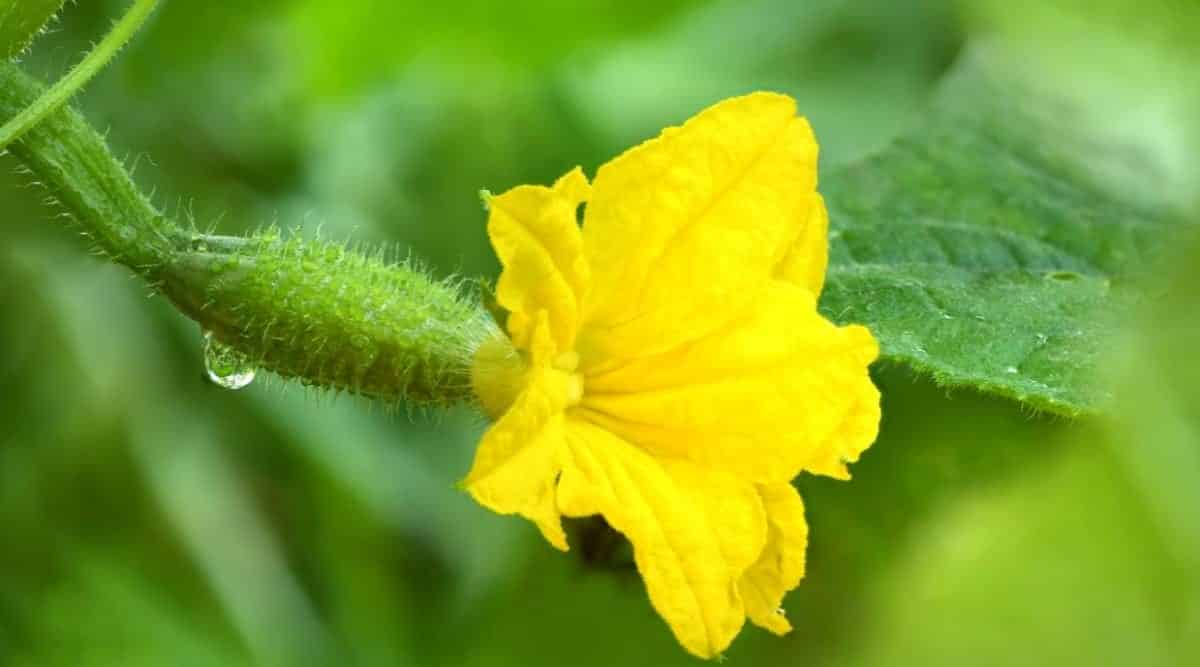 Keep the cucumber plant in a cool area