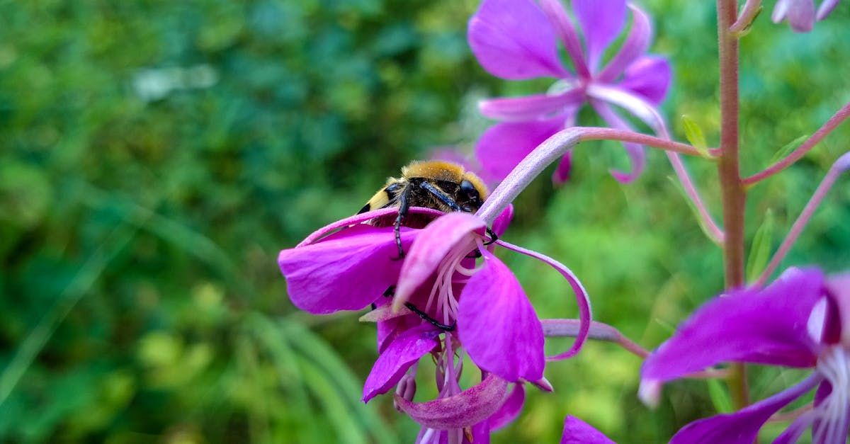 Understanding Bumblebee Dream Symbolism