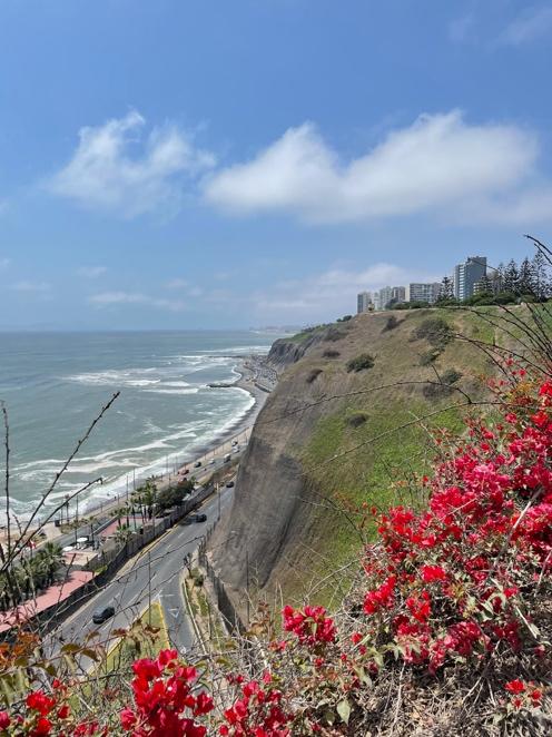 A red flowers on a cliff by the ocean

Description automatically generated