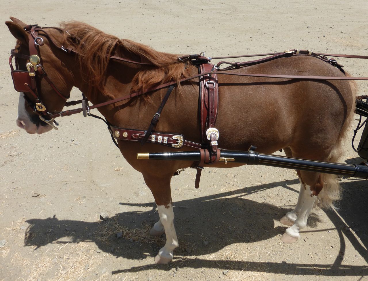 Tack For Miniature Horses