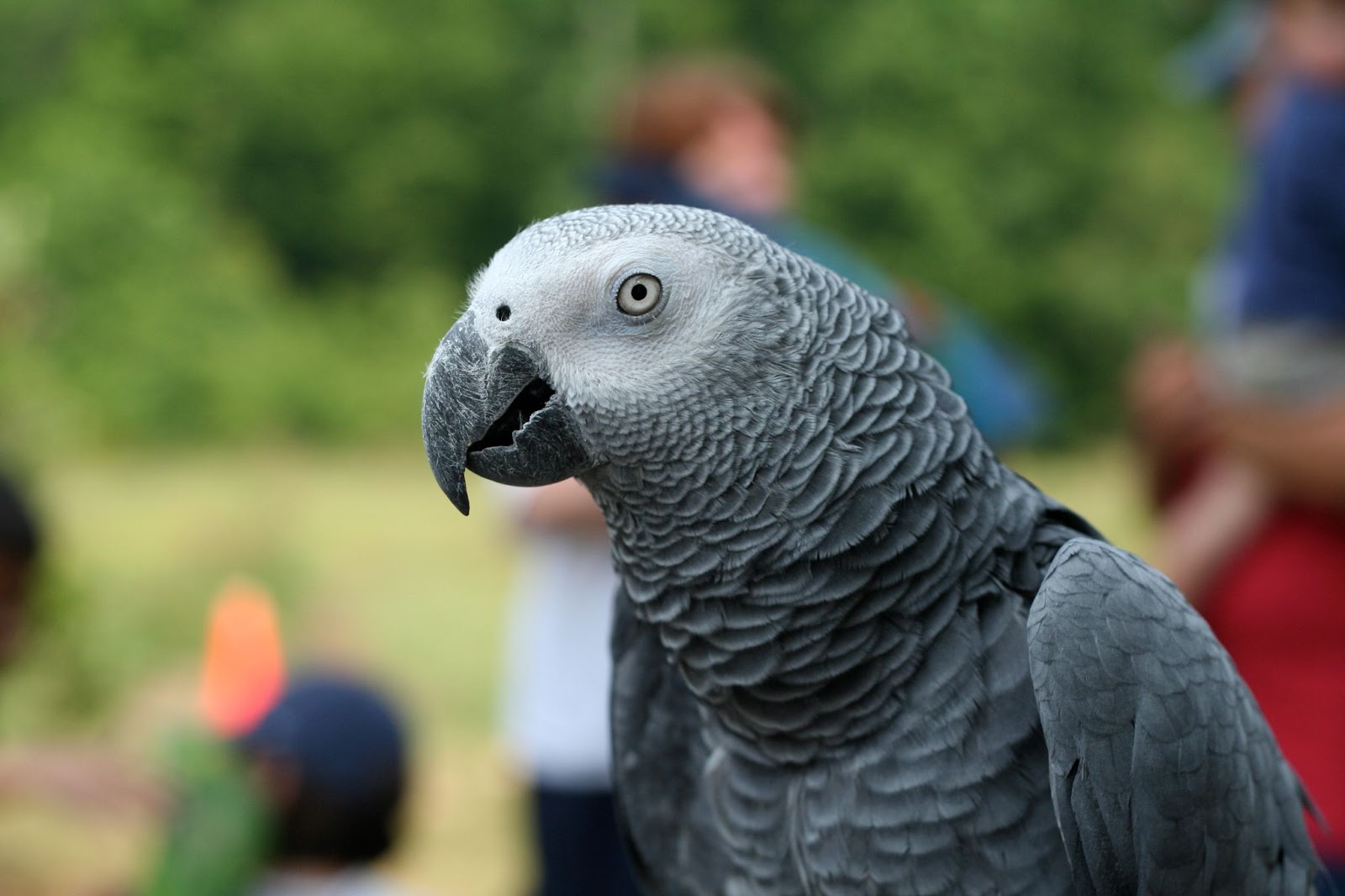 African Grey Parrots Names