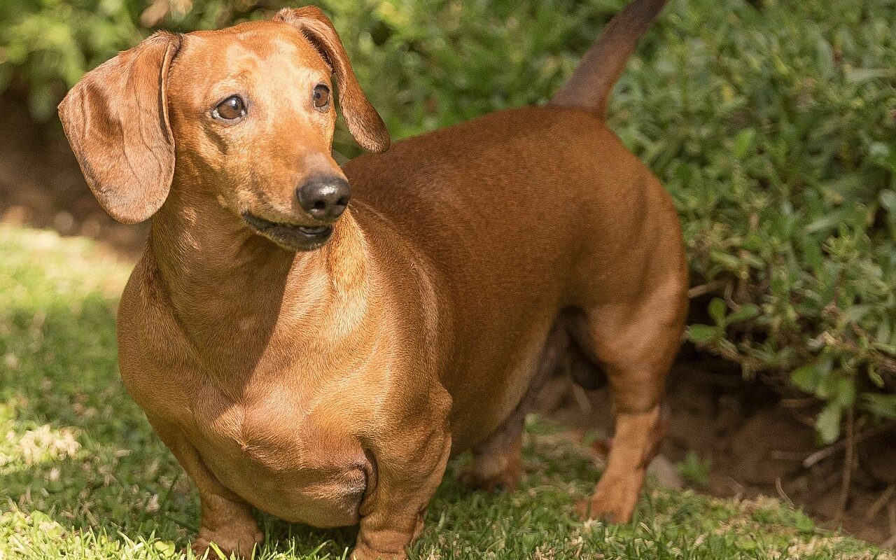 small dog breeds - a dachshund dog