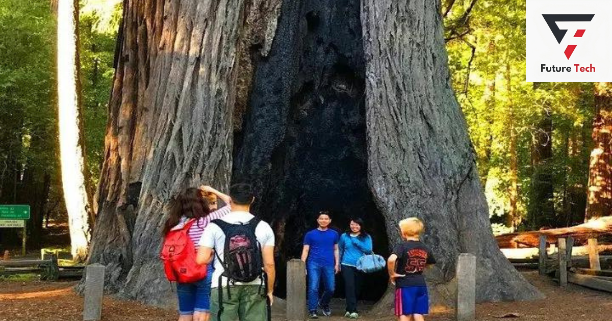 Private Redwood Forest & Silicon Valley Day Trip from San Francisco: