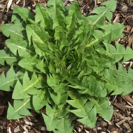 Understanding Dandelions (Taraxacum officinale)