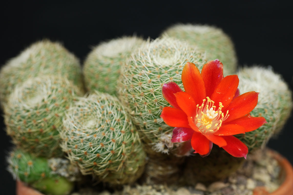 Rebutia Cactus (Rebutia heliosa)