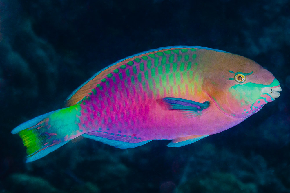Quoy's Parrotfish, terminal phase - Scarus quoyi | (EN) Quoy… | Flickr