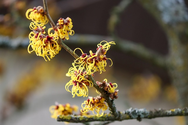 witch hazel, hamamelis, winterblueher