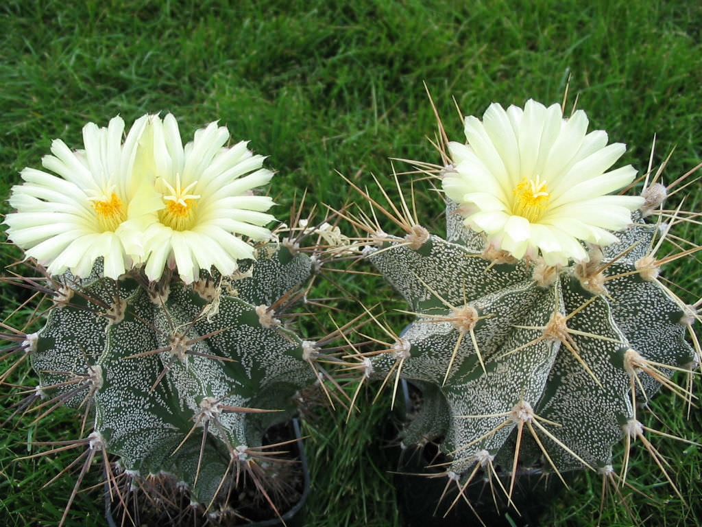 Bishop’s Cap (Astrophytum ornatum)