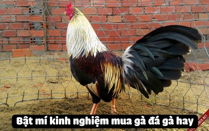 Bật mí kinh nghiệm mua gà đá gà hay