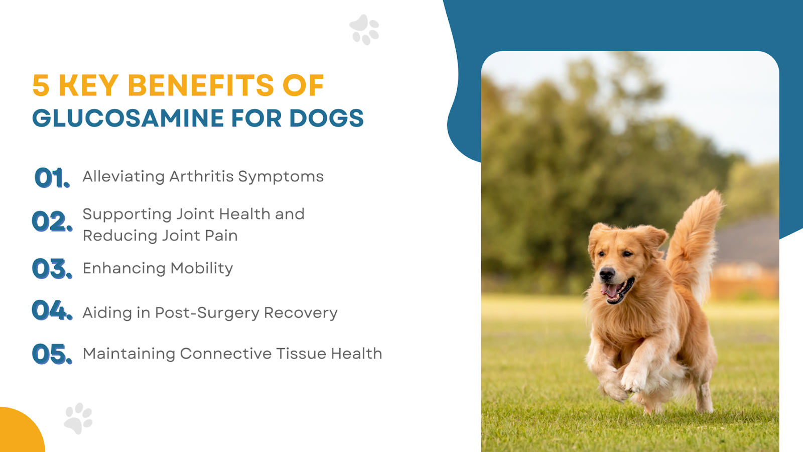 Benefits glucosamine dogs