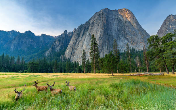 Yosemite national park waterfalls