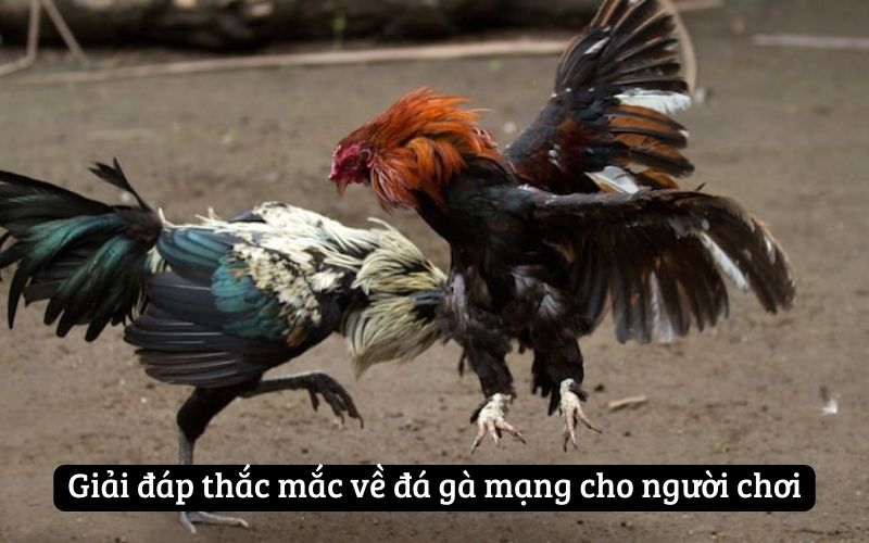 Giải đáp thắc mắc về đá gà mạng cho người chơi