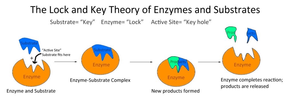 lock and key hypothesis