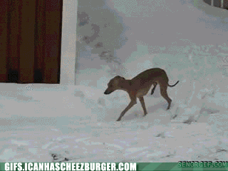 a gif of a deer running with cold feet