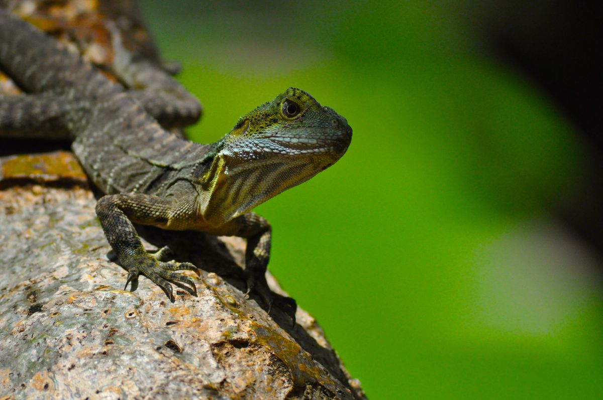 Understanding the Spiritual Significance of Lizards in Dreams
