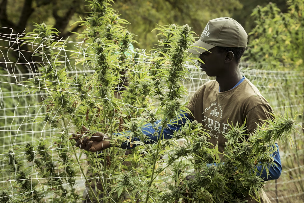 a cannabis farmer checking his crops