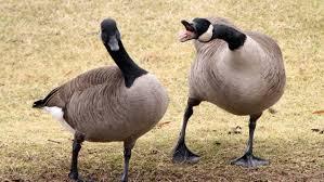 Canada geese used to feed D.C. homeless | CBC News