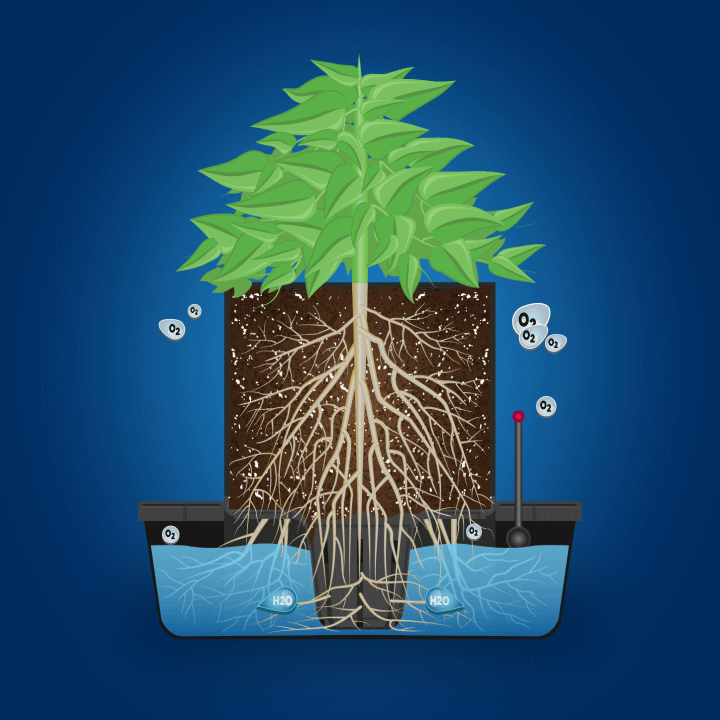 Make sure the soil has enough air circulation.