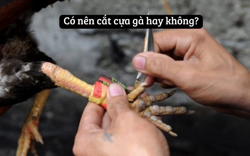 Có nên cắt cựa gà hay không?