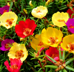 A group of colorful flowers

Description automatically generated