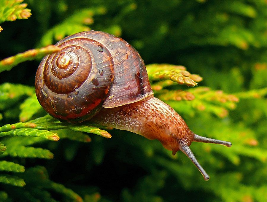 Can Snails Feel Pain