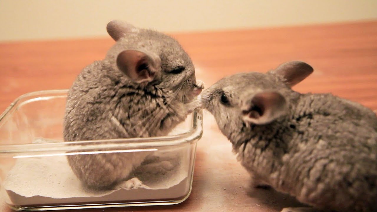 Signs Your Chinchilla Likes You