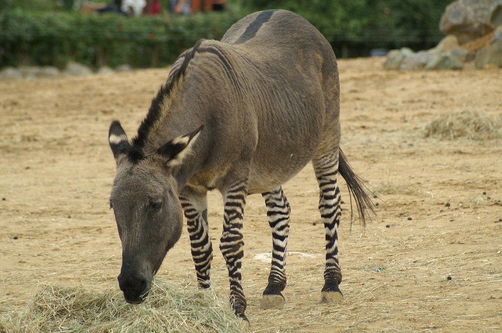 Zedonk | The Zedonk is a cross between a Zebra and a Donkey … | Flickr