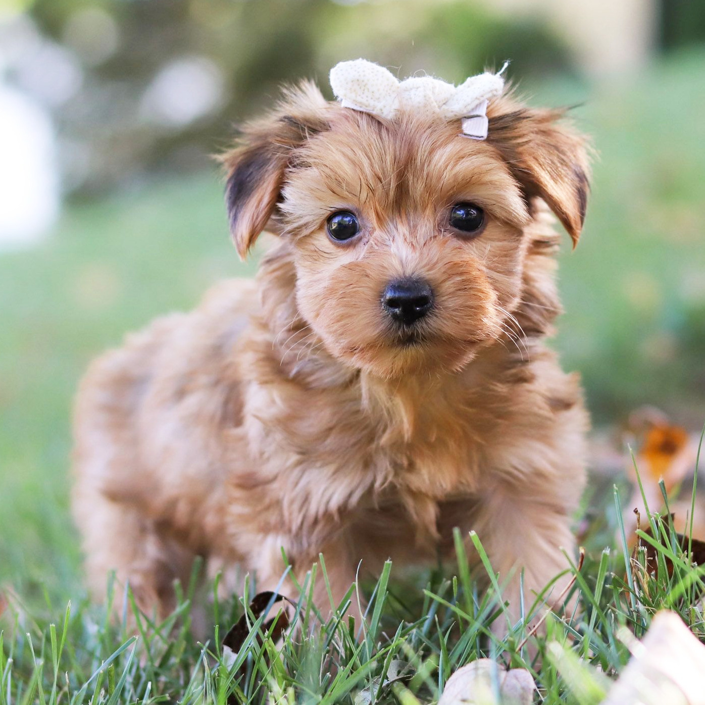 morkie puppy breed