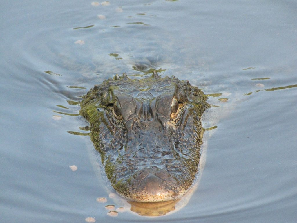 10 Curiosities About Alligators Before You Go on the Bayou Swamp Tour