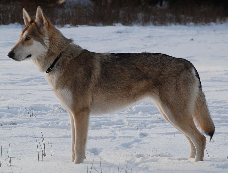 Wolf Dog Size Comparison